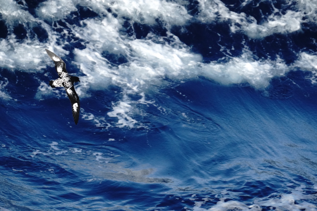 A black-and-white cape petrel flying low over dark blue, breaking waves
