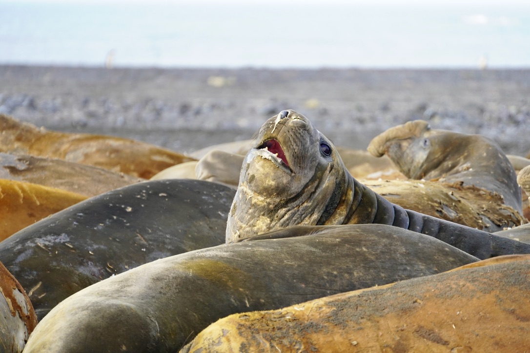 Elephant seals lying close together on a beach, one lifting its head with its mouth open