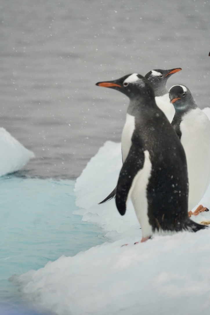 Three gentoo penguins standing on snow at the water's edge while snow falls