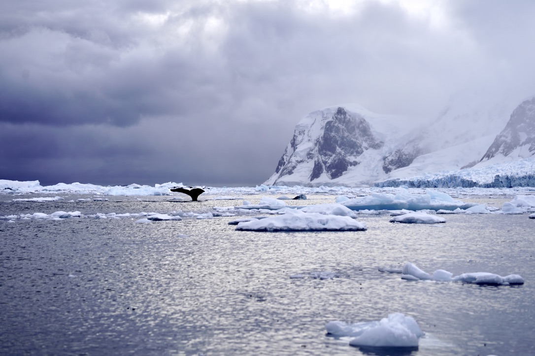A humpback whale’s tail above the water in front of a glacier, under dark storm clouds