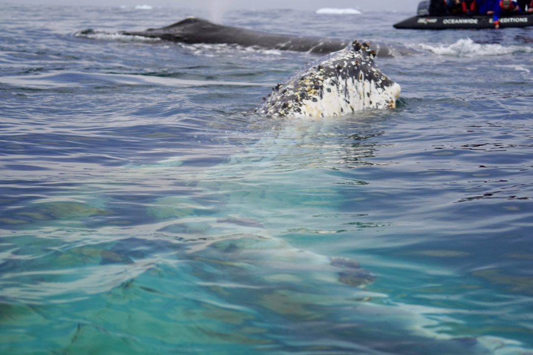 A humpback whale's barnacled head surfacing in clear turquoise water, a second whale and a Zodiac behind it