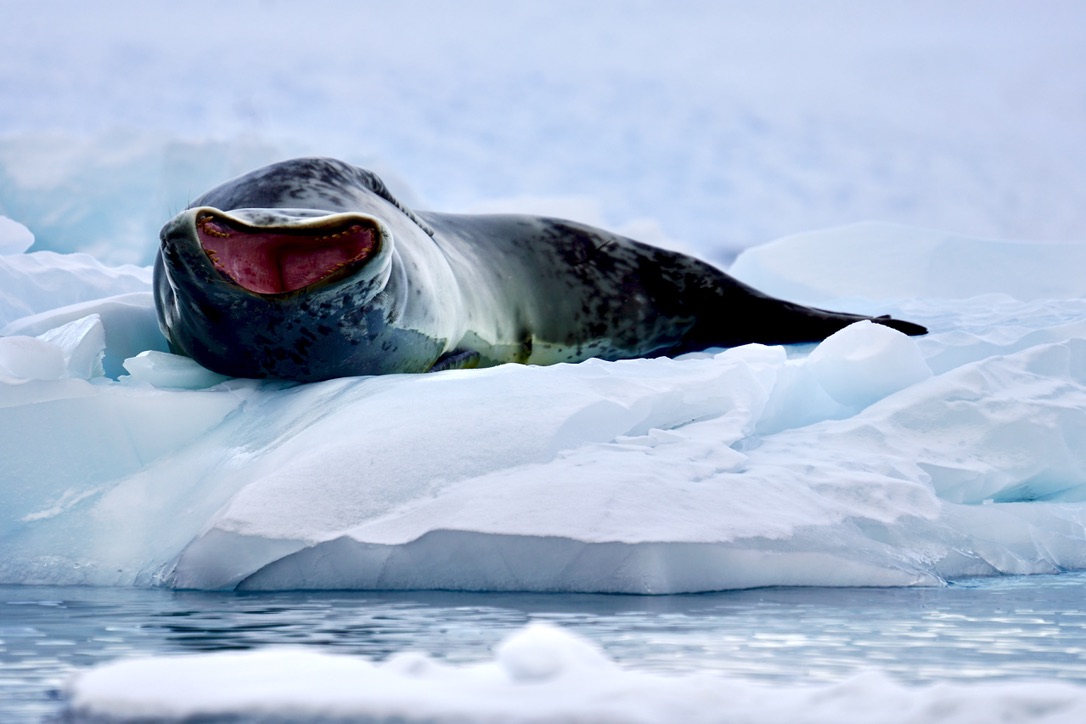 A leopard seal lying on an ice floe with its mouth wide open