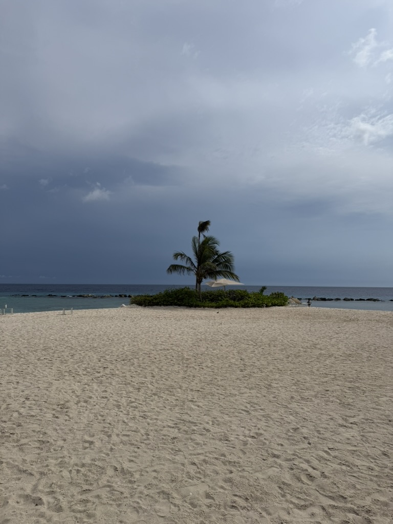 A single palm tree on a patch of green at the edge of a wide sandy beach, under a grey sky