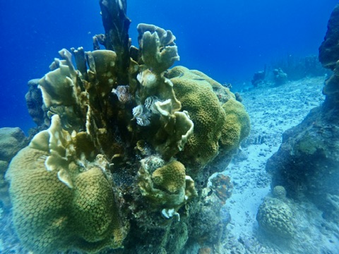 Coral formations on a sandy seabed in clear blue water