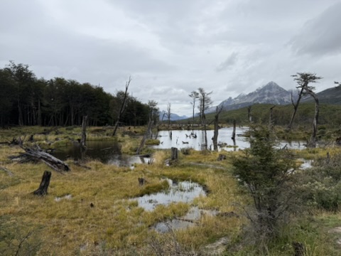 A flooded bog with pale dead tree trunks standing in the water and a snow-topped mountain behind