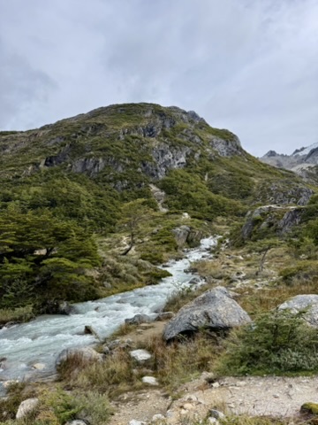 A milky glacial river tumbling over boulders between lenga trees, a rounded mountain behind
