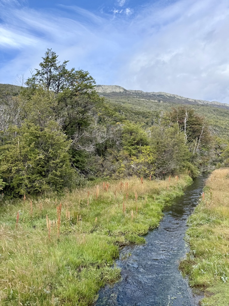 A clear stream running through grass and red-tipped plants, lenga forest and a rocky ridge behind under a blue sky